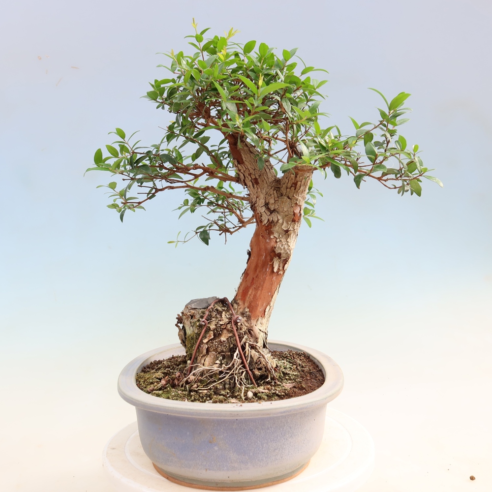 Bonsai da camera - Myrtus communis - Mirto