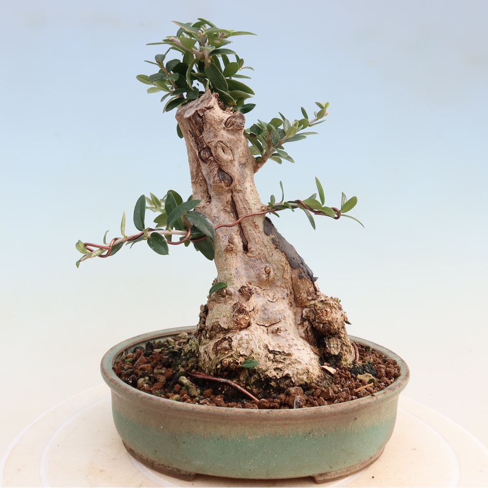 Bonsai da interno - Olea europaea sylvestris