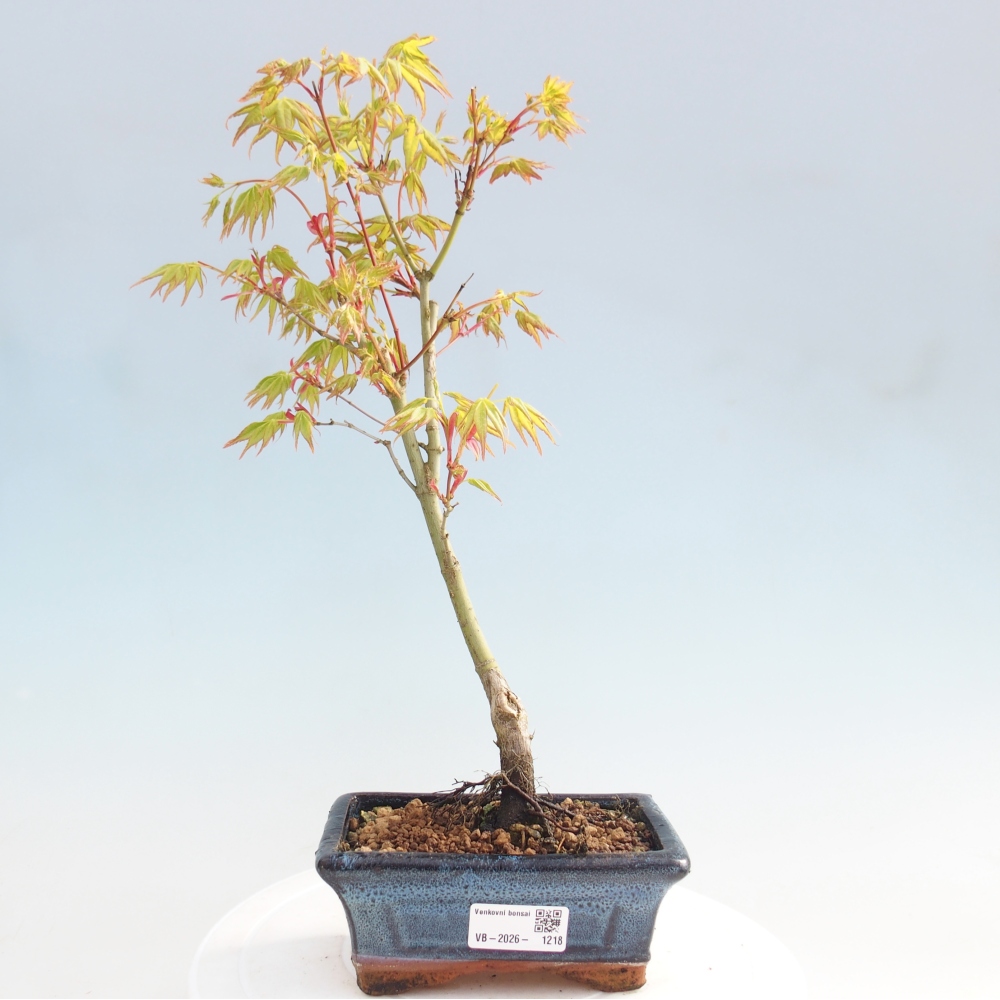 Acer palmatum Aureum - Acero dorato