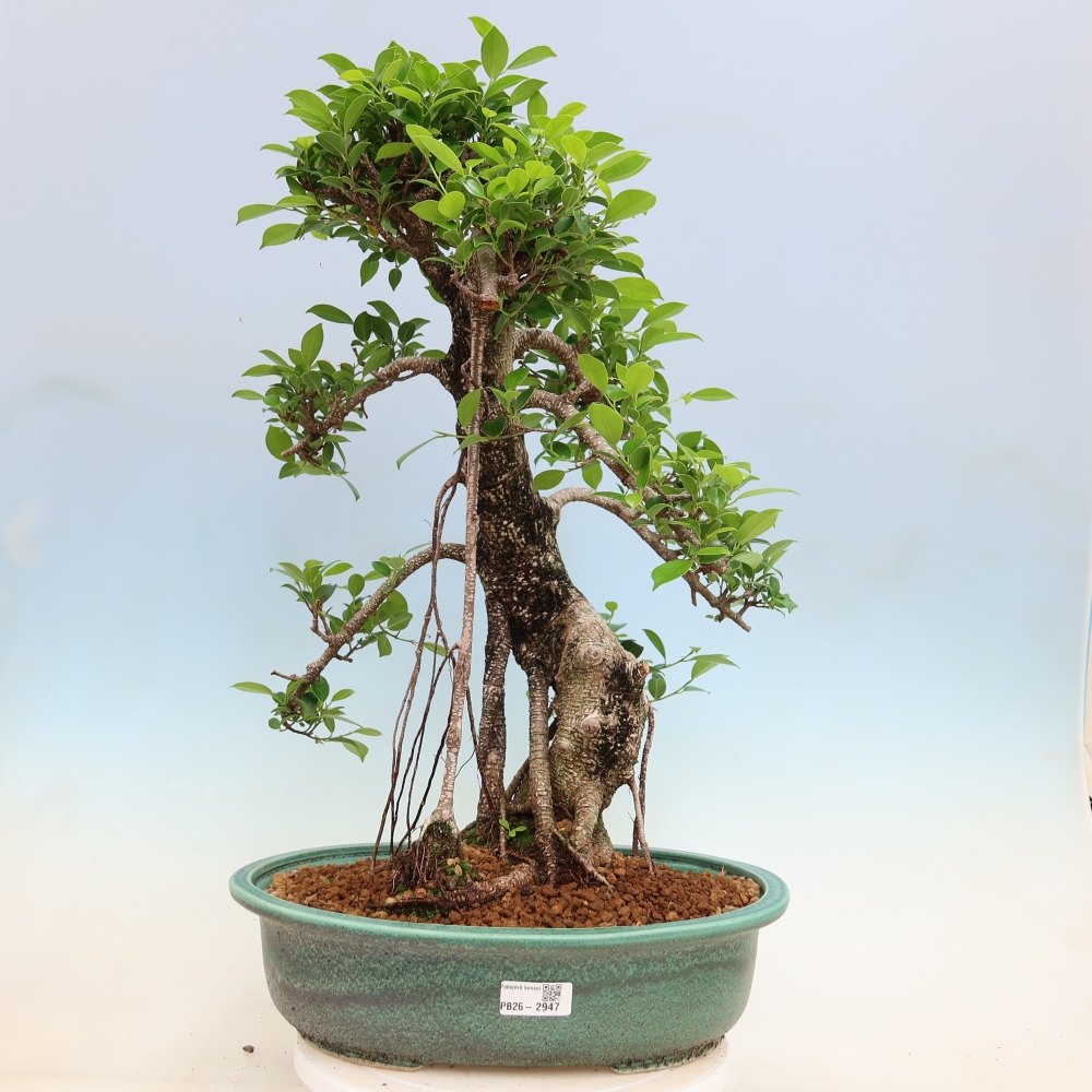 Camera bonsai - Ficus kimmen - ficus a foglie piccole