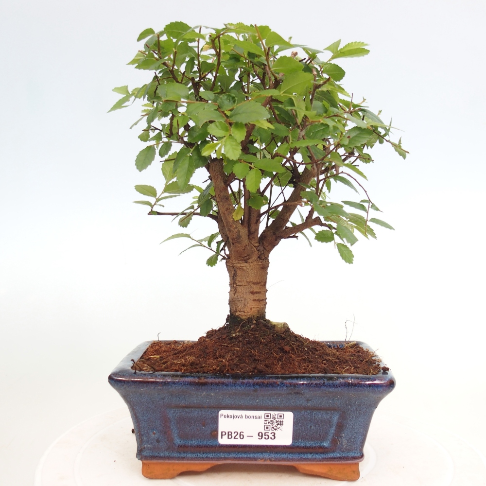 Camera bonsai - Ulmus parvifolia - Olmo a foglie piccole