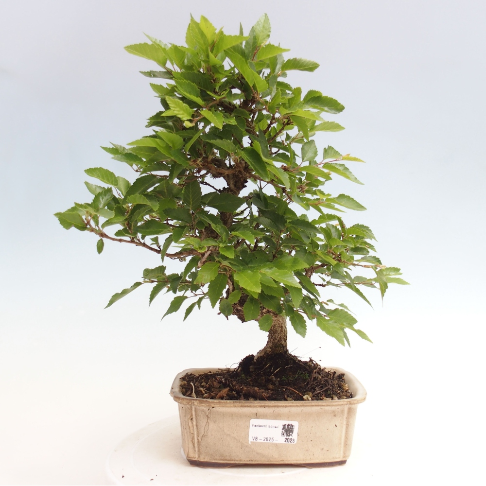 Bonsai da esterno -Carpinus CARPINOIDES - Carpino coreano