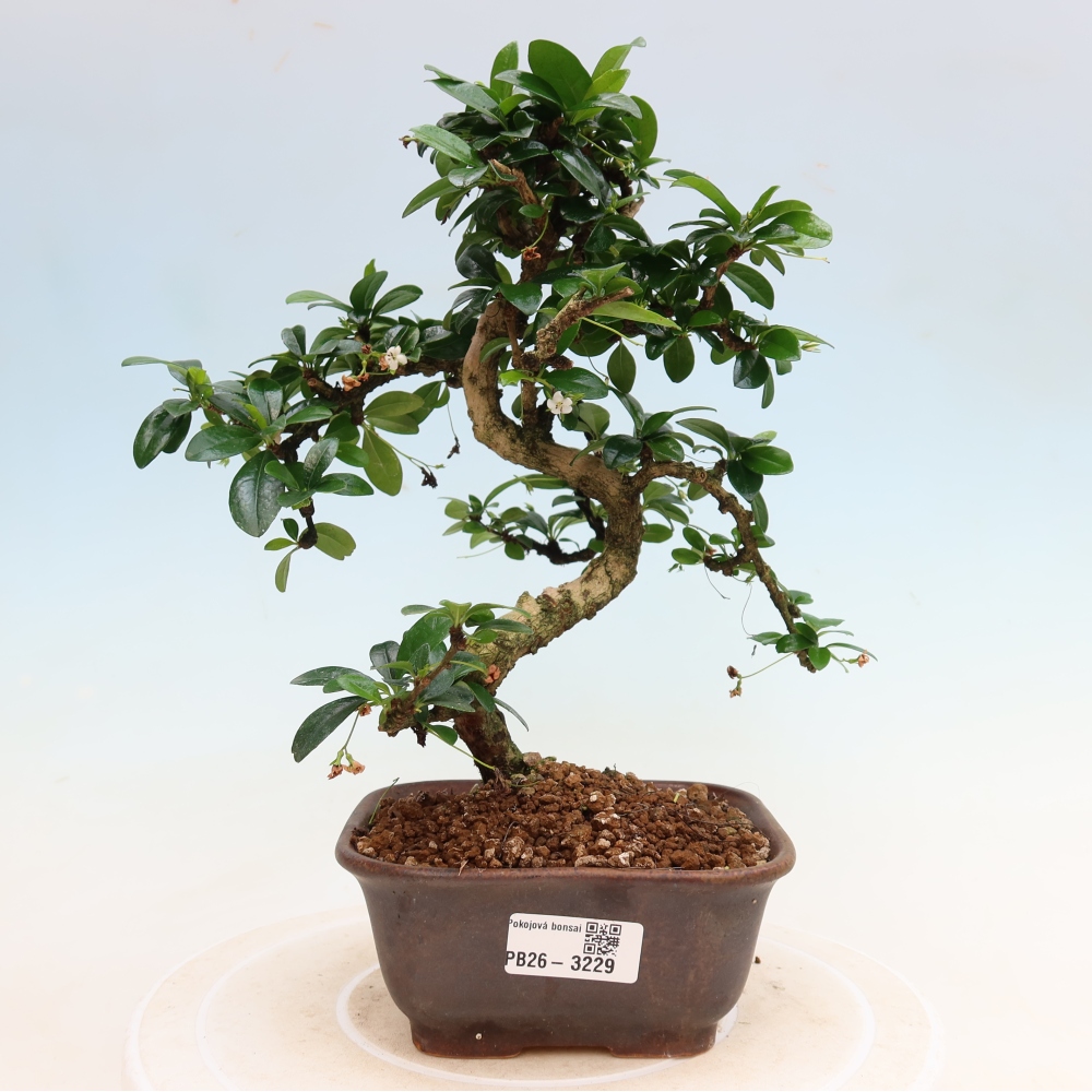 Camera bonsai - Carmona macrophylla - Tea fuki