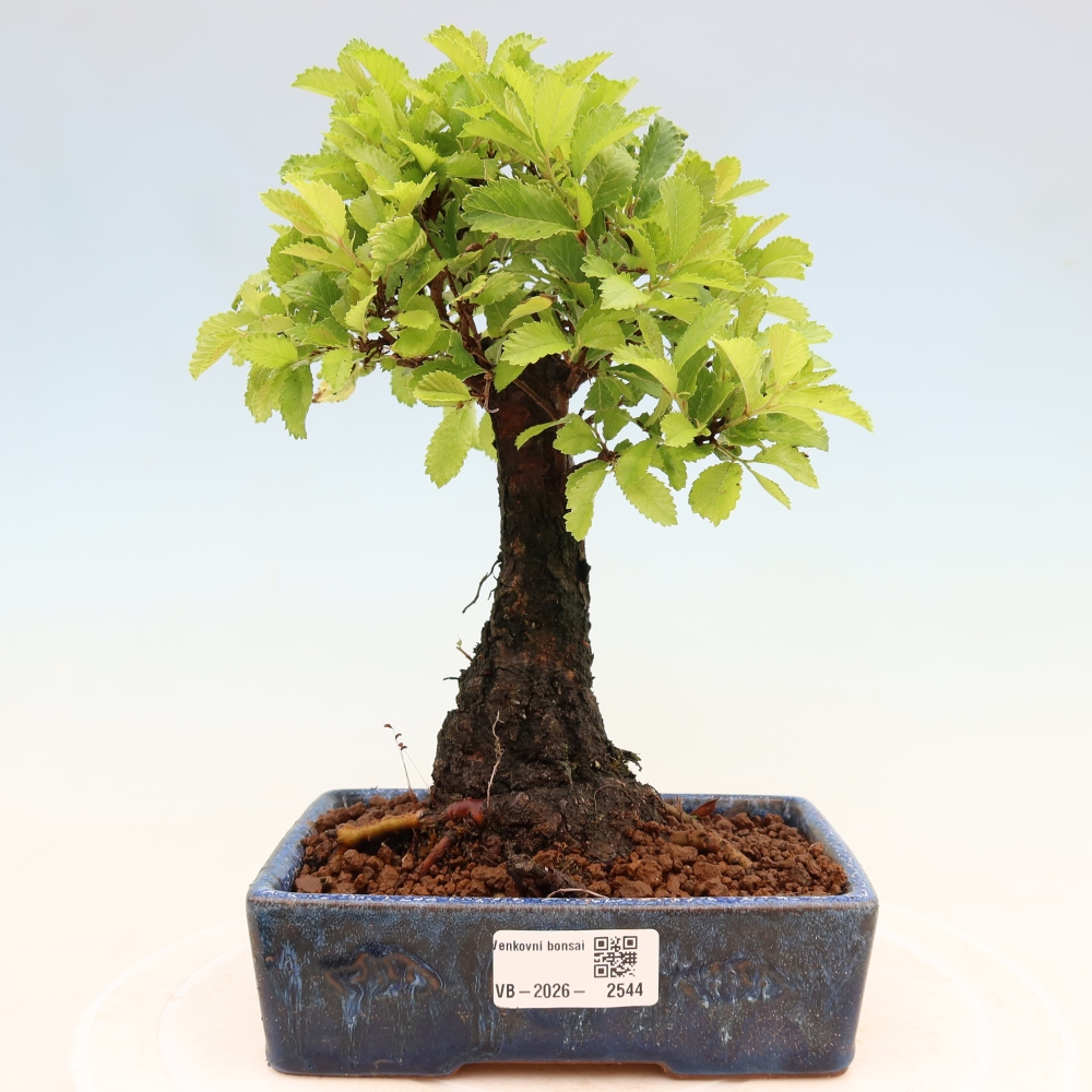 Bonsai da esterno - Zelkova - Zelkova NIRE