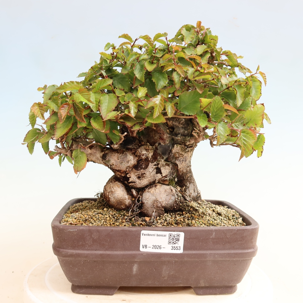 Bonsai da esterno -Carpinus CARPINOIDES - Carpino coreano