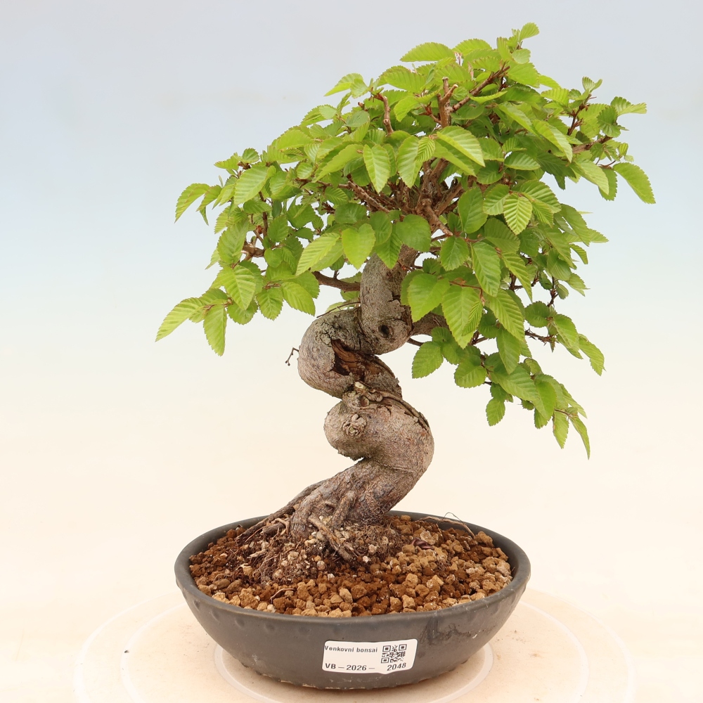 Bonsai da esterno -Carpinus Coreana - Carpino coreano