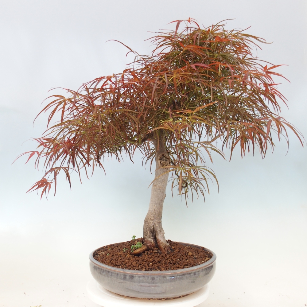 Bonsai da esterno - Acer palmatum RED PYGMY