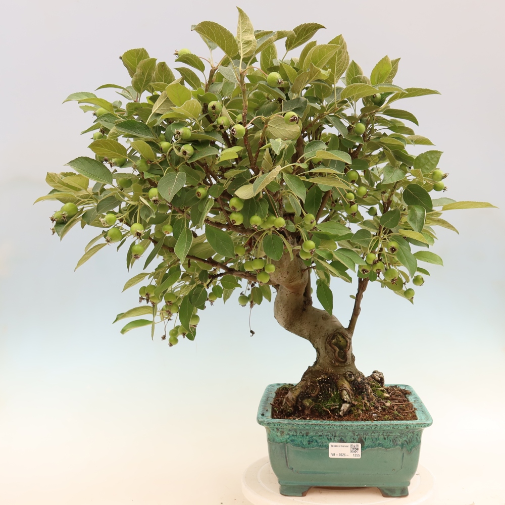 Bonsai da esterno -Malus halliana - Melo a frutto piccolo
