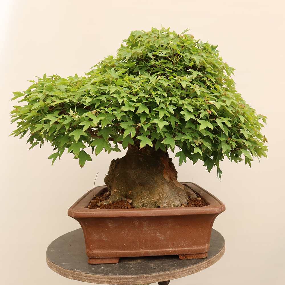 Bonsai da esterno - Acero Burger - Acer Burgerianum