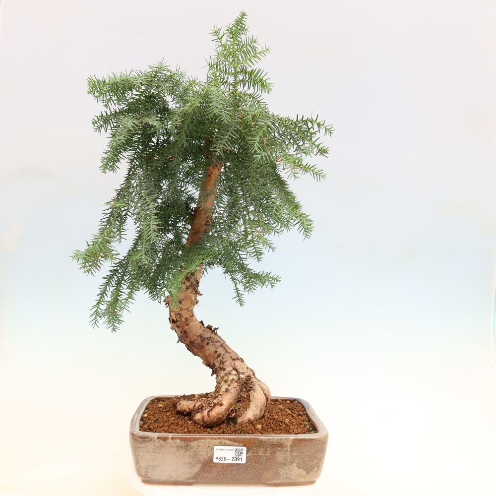 Bonsai da camera - Araucaria - Abete da camera