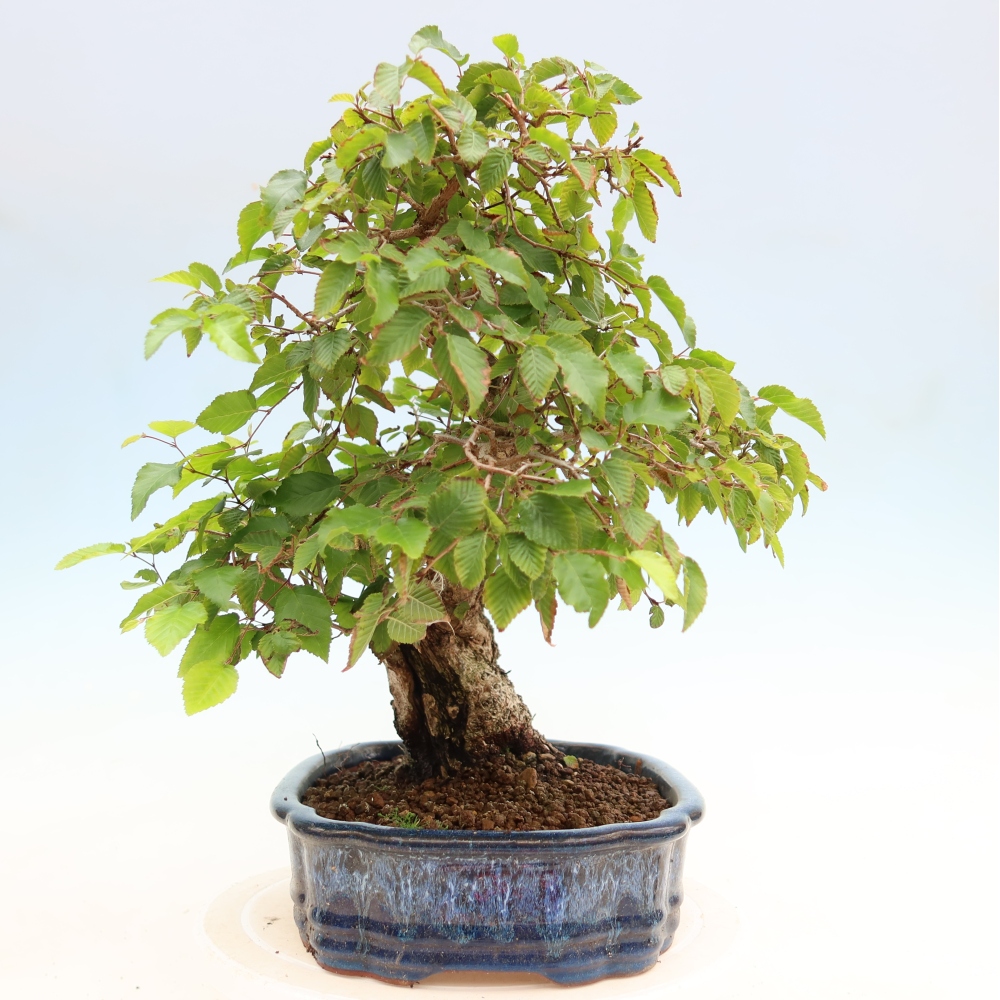 Bonsai da esterno -Carpinus Coreana - Carpino coreano
