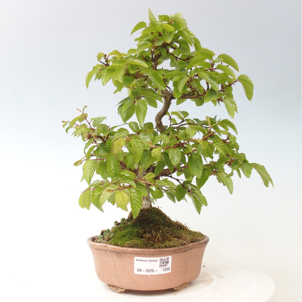 Bonsai da esterno -Carpinus CARPINOIDES - Carpino coreano