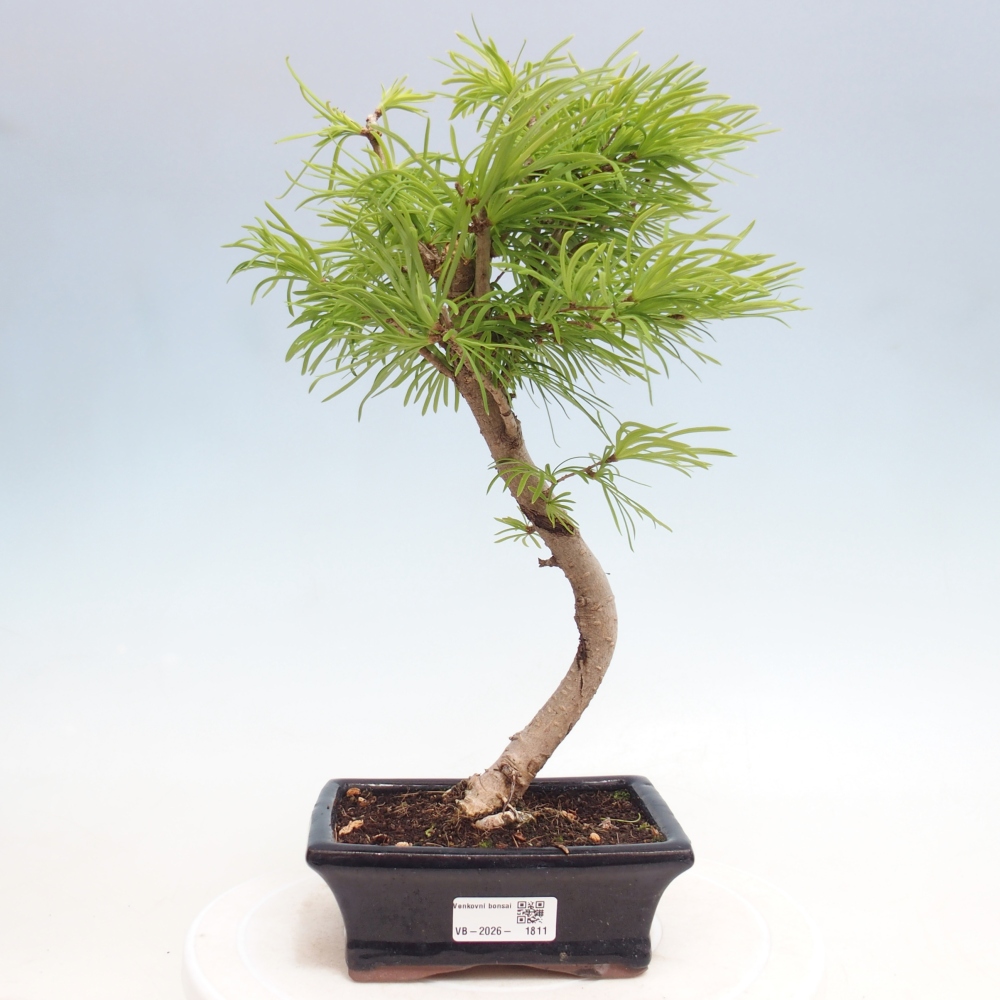 Bonsai da esterno -Pseudolarix amabis-Pseudolarix amabis