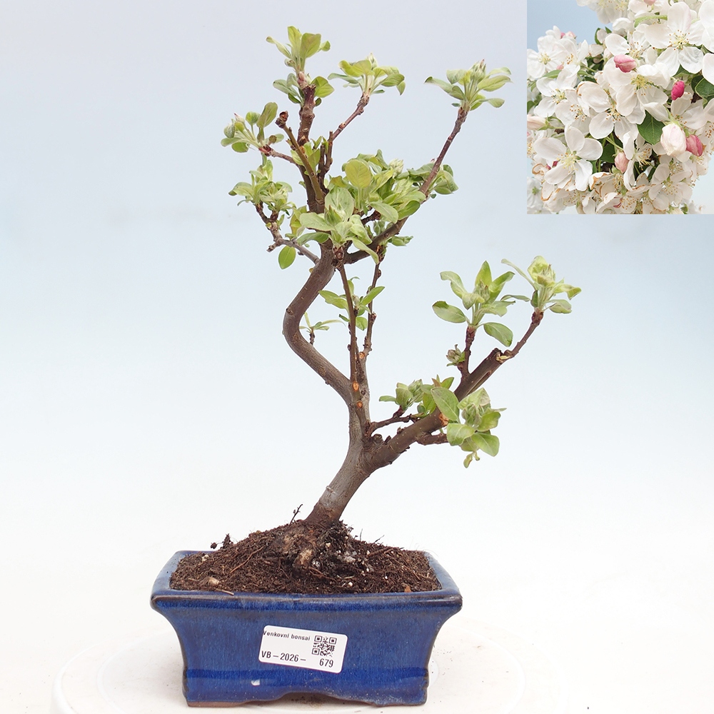 Bonsai da esterno -Malus halliana - Melo a frutto piccolo