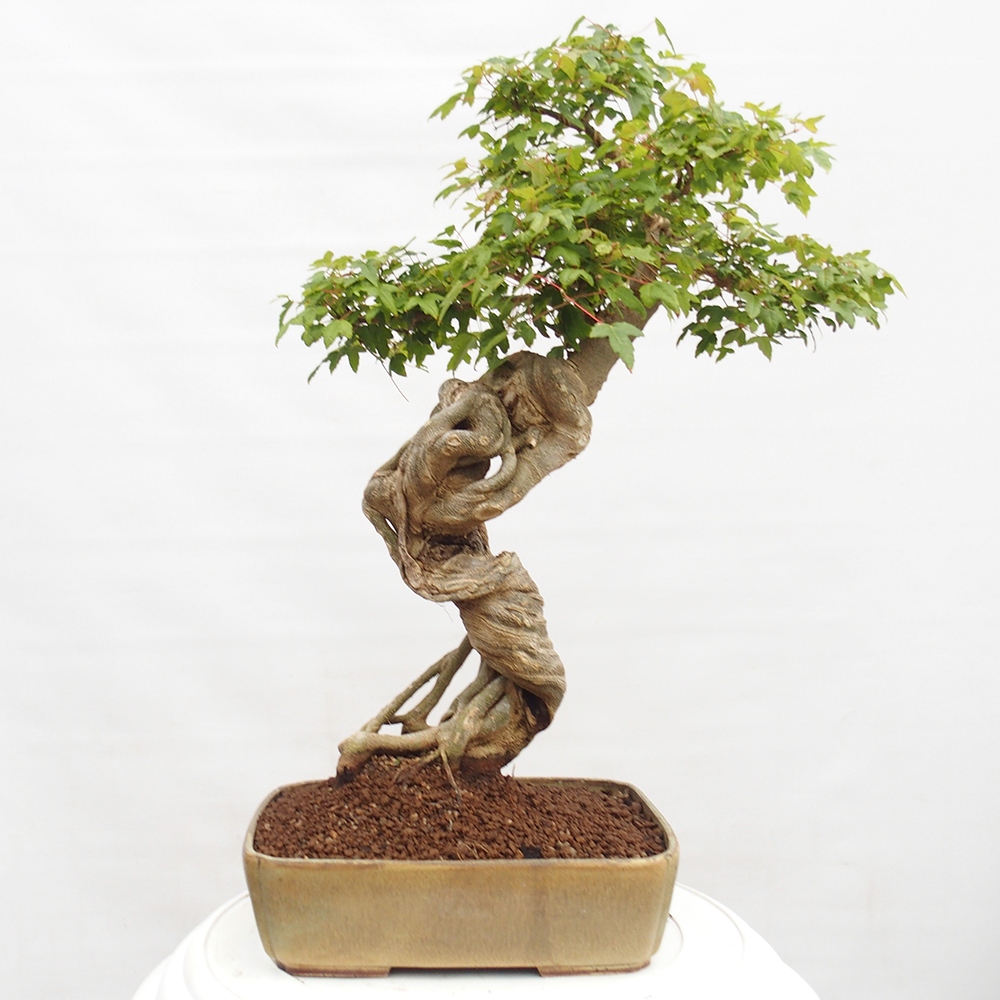 Bonsai da esterno - Acer Buergerianum - Acero di Burger