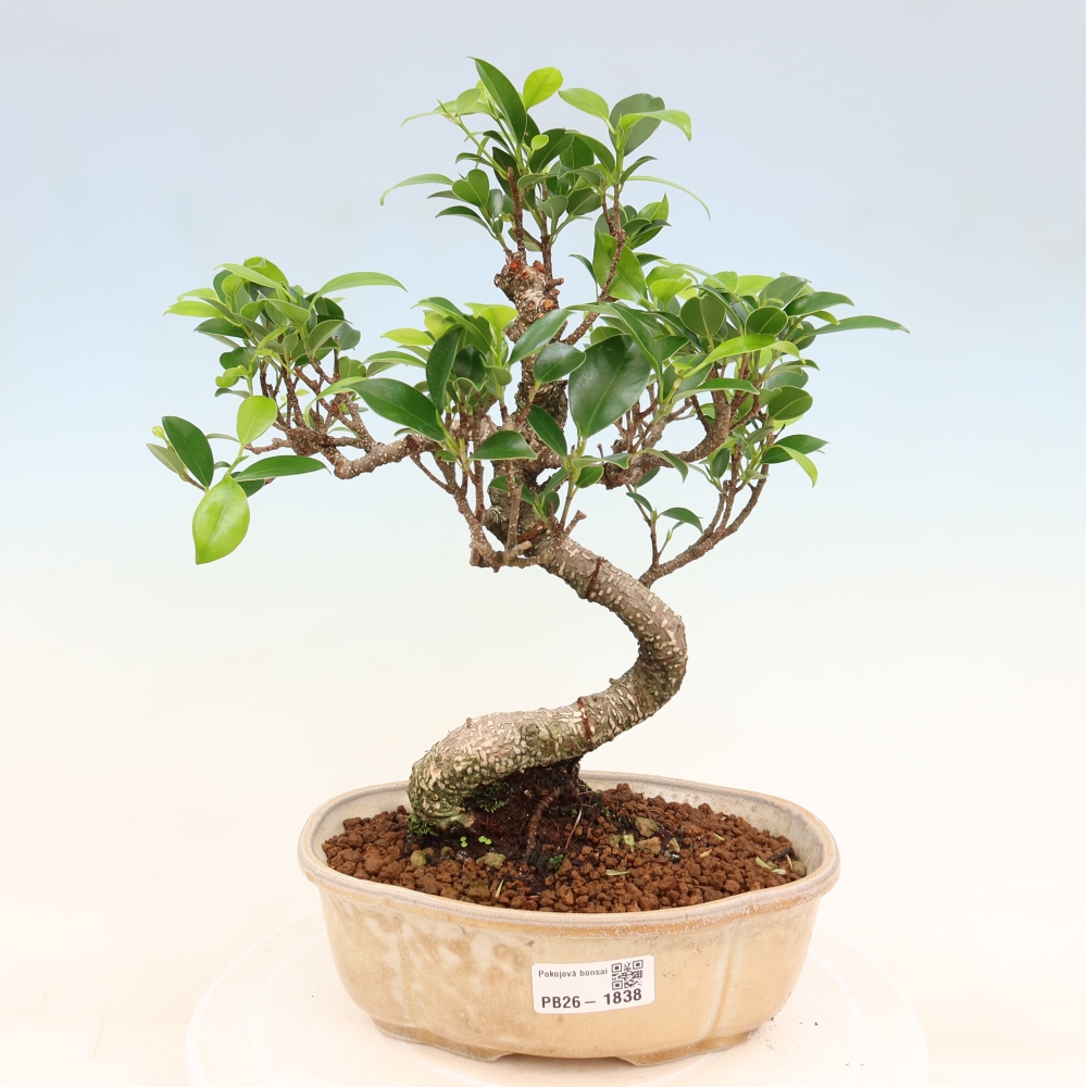 Camera bonsai - Ficus retusa - ficus a foglie piccole