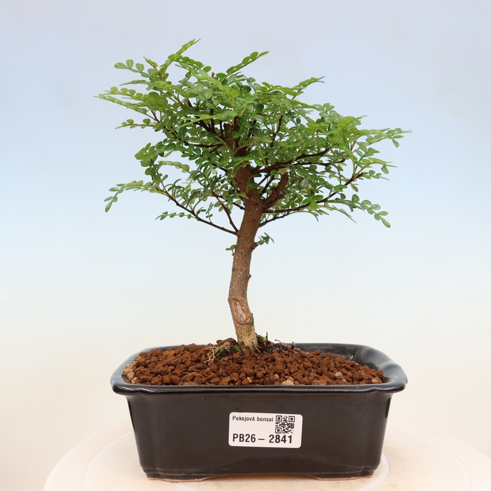 Camera bonsai - Zantoxylum piperitum - albero del pepe