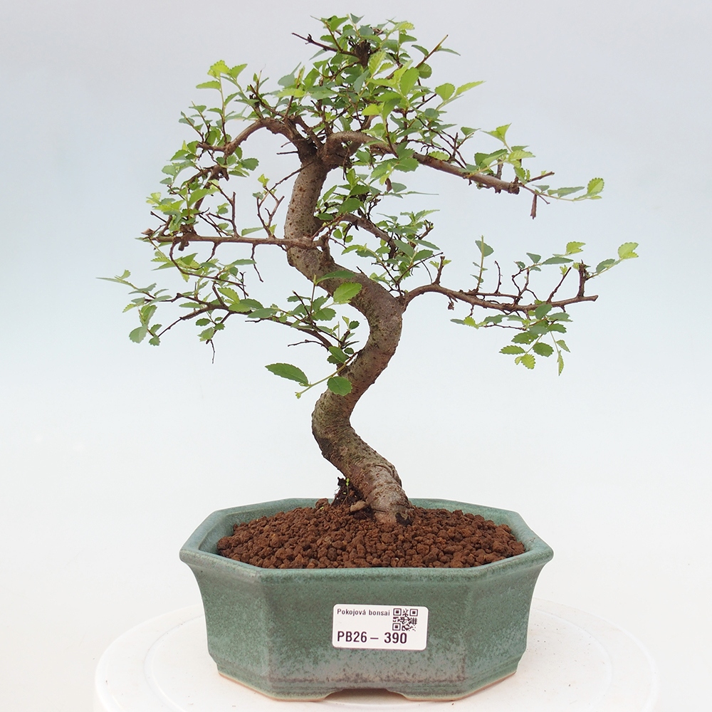 Camera bonsai - Ulmus parvifolia - Olmo a foglie piccole