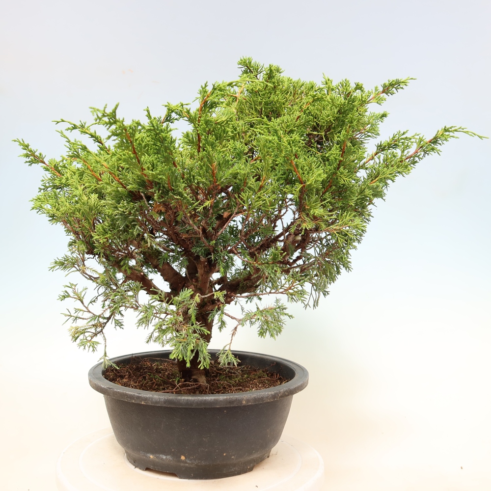 Bonsai da esterno - Juniperus chinensis Itoigawa-Juniperus chinensis