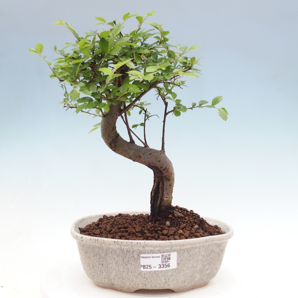 Camera bonsai - Ulmus parvifolia - Olmo a foglie piccole