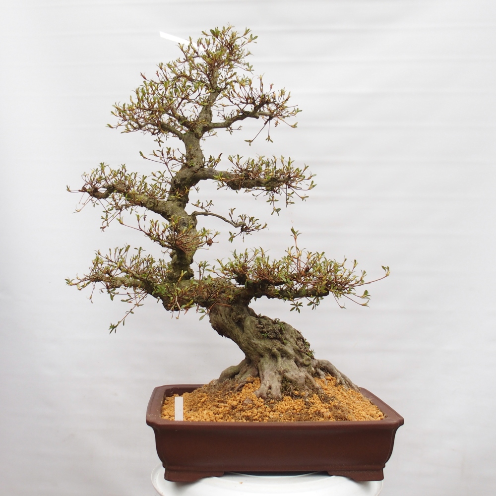 Bonsai da esterno - Azalea giapponese - Azalea Hekinan-no-Tsuki