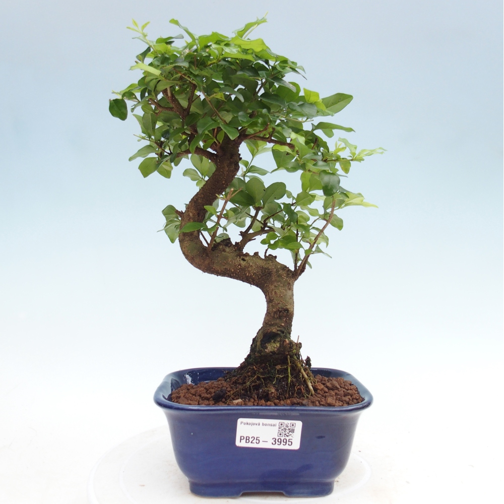 Camera bonsai -Ligustrum chinensis - Becco d'uccello