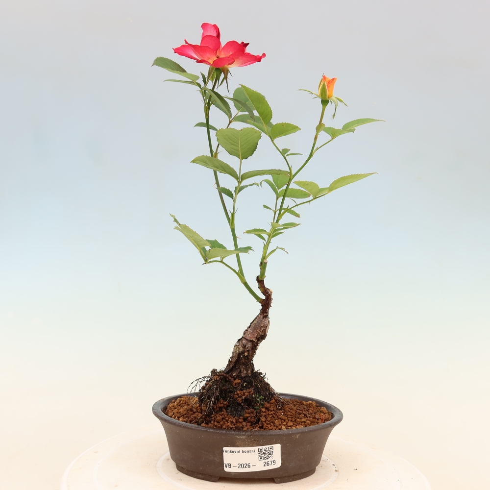 Bonsai da esterno - Rosa Kordes - rosa