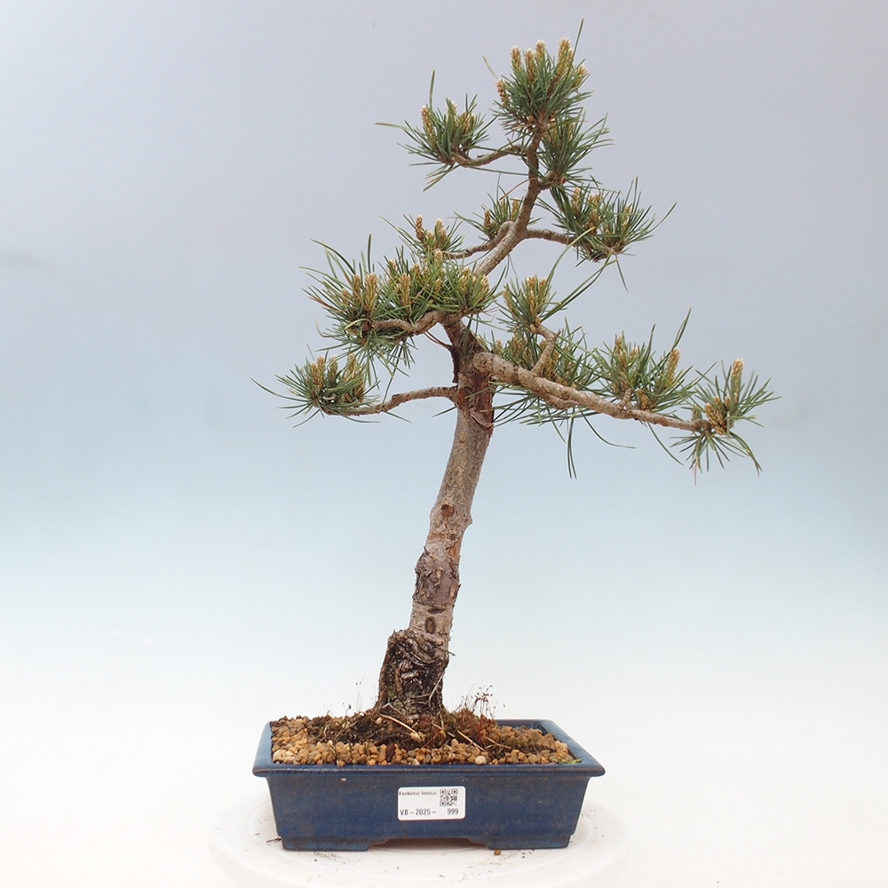 Bonsai da esterno - Pinus Sylvestris Watererri - Pino silvestre