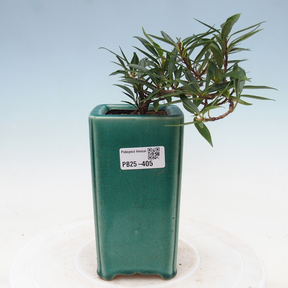 Camera bonsai - Ficus nerifolia - ficus a foglie piccole