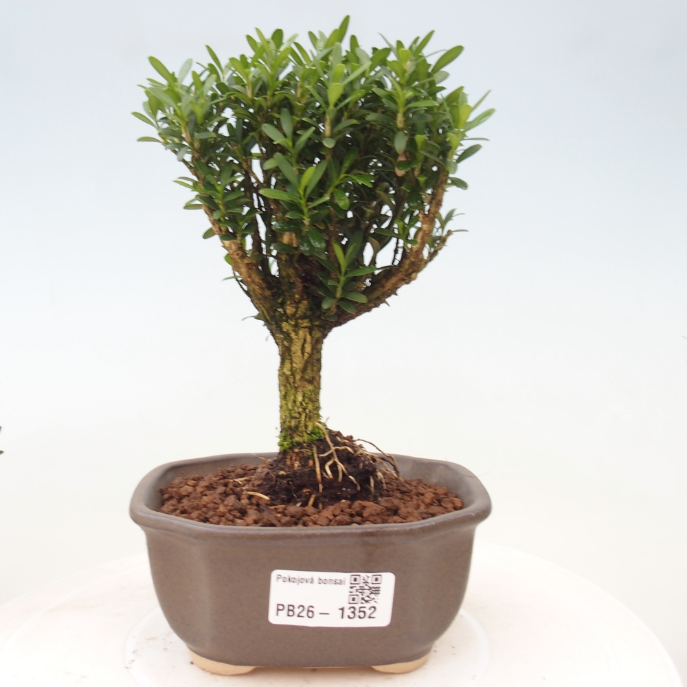 Camera bonsai - Buxus harlandii - buxus da sughero