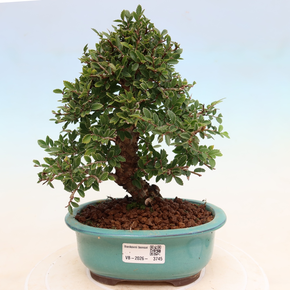 Bonsai da esterno - Zelkova - Zelkova NIRE