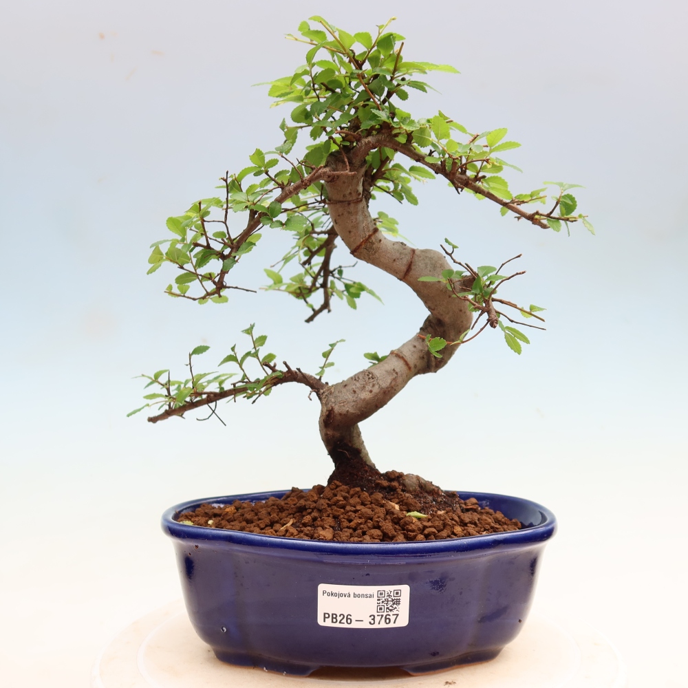 Camera bonsai - Ulmus parvifolia - Olmo a foglie piccole