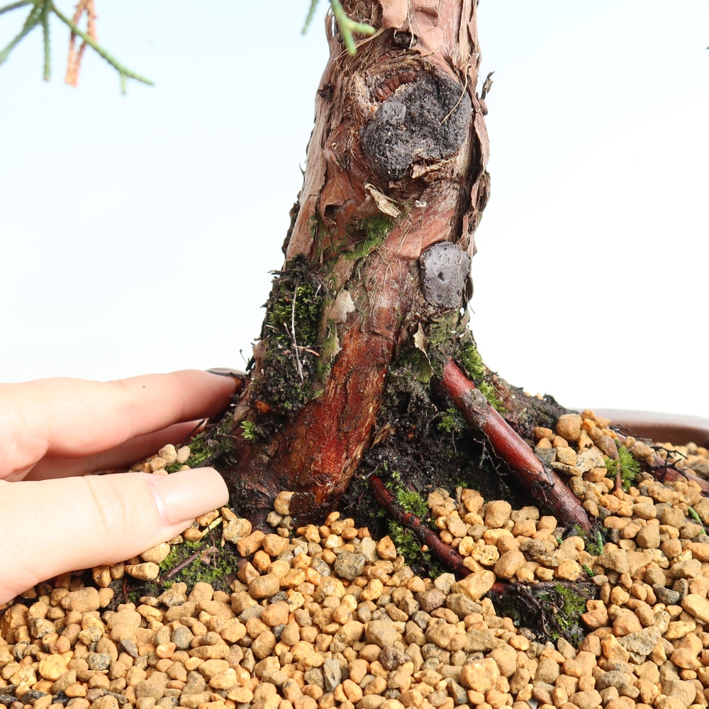 Bonsai da esterno - Juniperus chinensis Kishu
