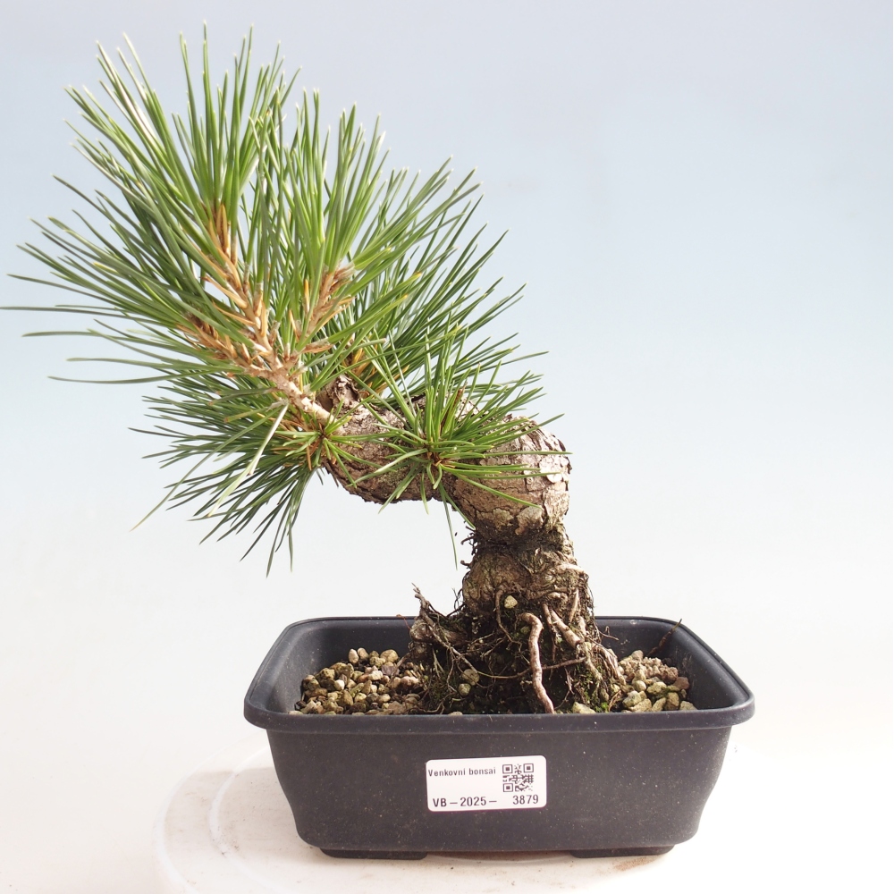 Bonsai da esterno - Pinus thunbergii - Pino di Thunberg