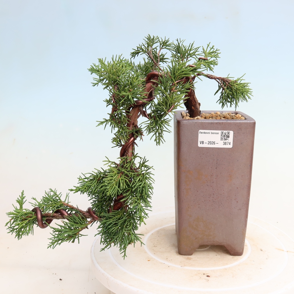 Bonsai da esterno - Juniperus chinensis Kishu