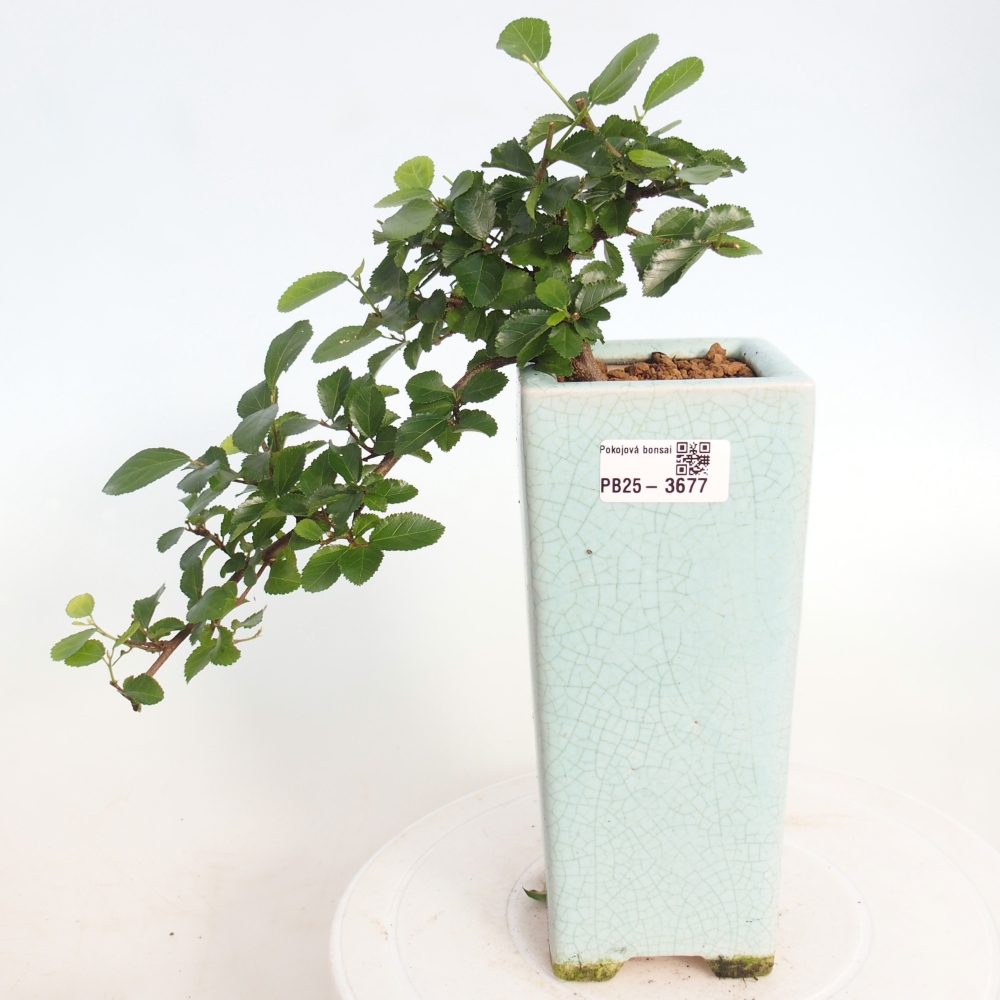 Bonsai da interno - Grewia occidentalis - Stella marina della lavanda