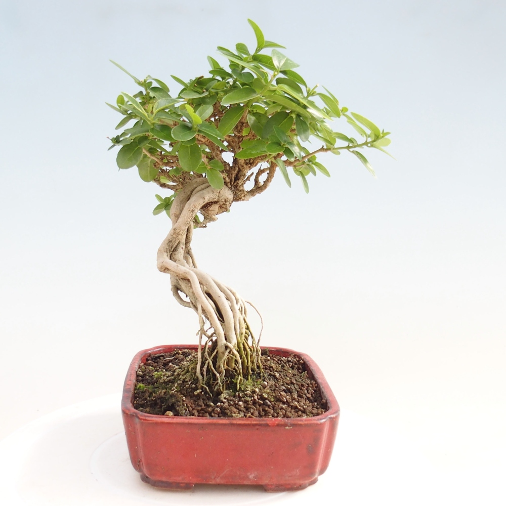 Bonsai da interno - Premna serratifolia - Kozlovna malolista