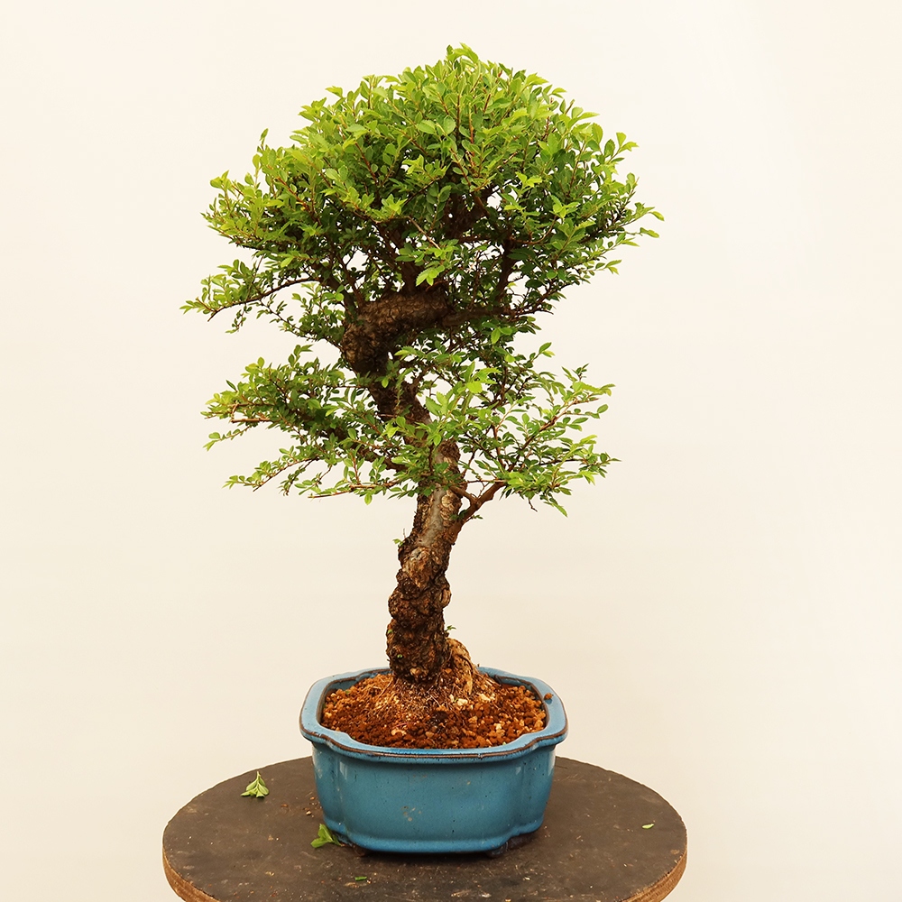 Bonsai da esterno - Zelkova - Zelkova NIRE