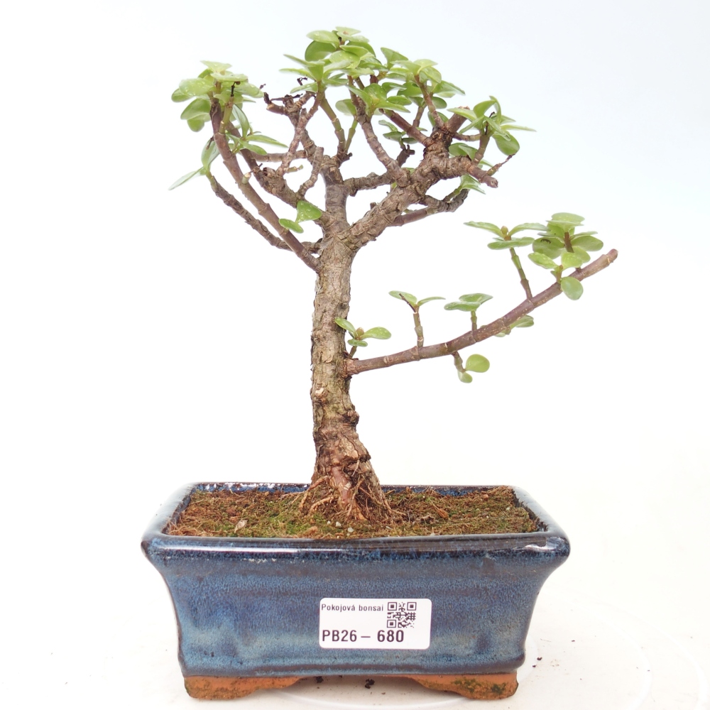 Camera bonsai - Portulakaria Afra - Tlustice