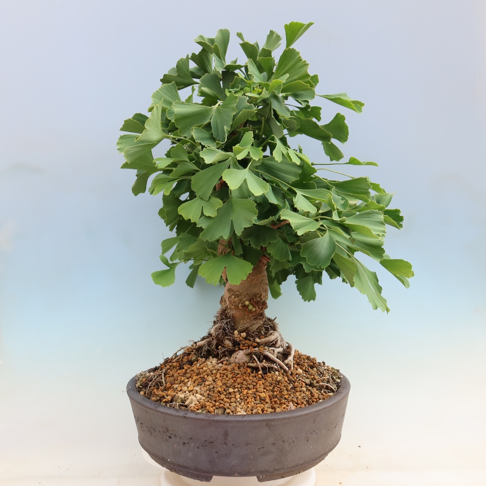 Bonsai da esterno - Ginkgo biloba - Ginkgo biloba
