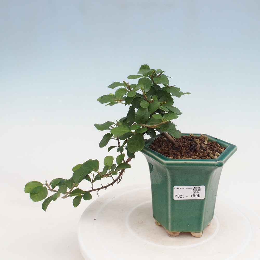 Bonsai da interno - Grewia occidentalis - Stella marina della lavanda