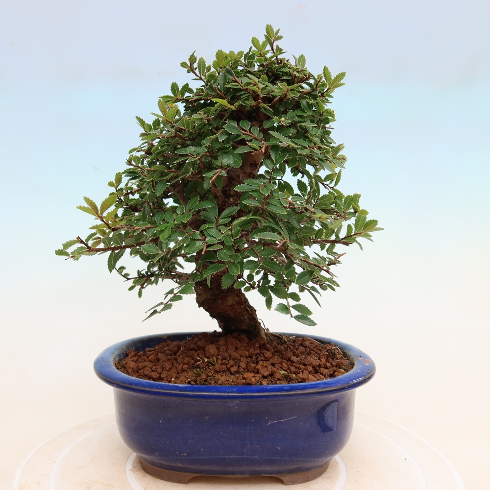 Bonsai da esterno - Zelkova - Zelkova NIRE
