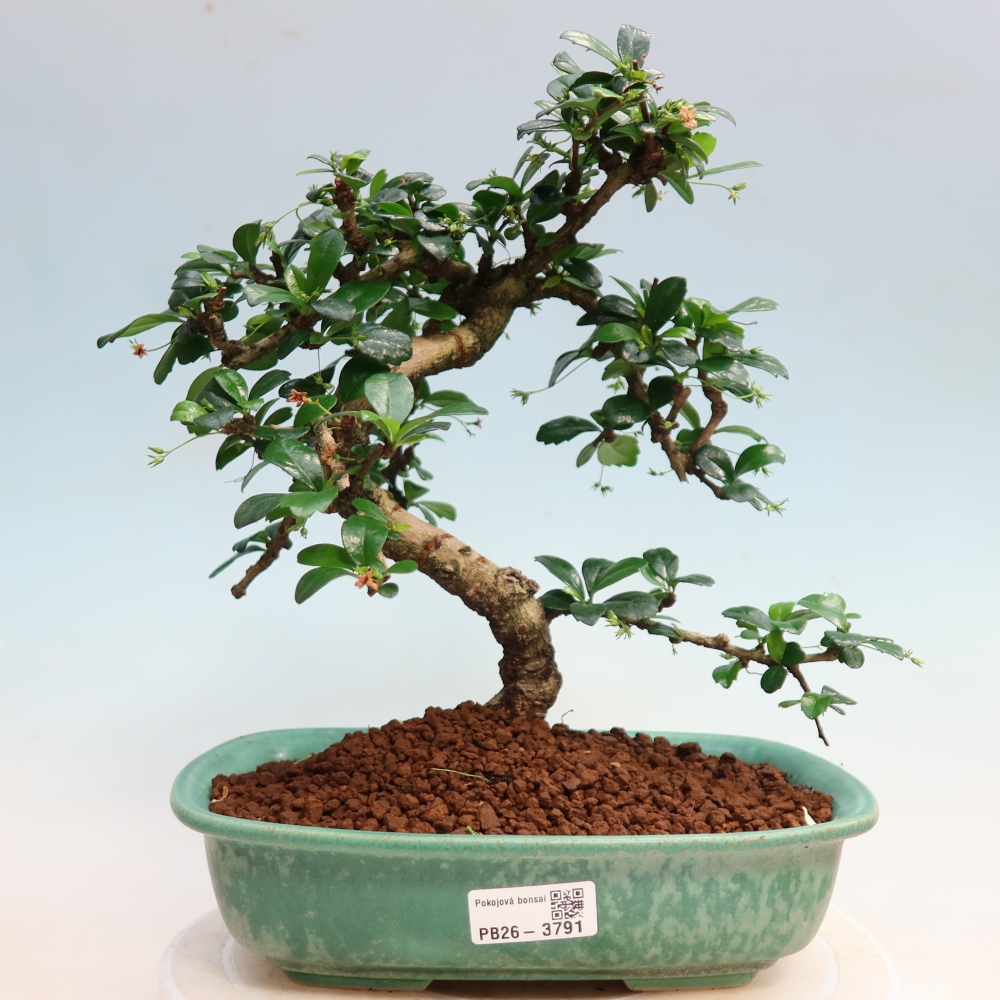 Camera bonsai - Carmona macrophylla - Tea fuki