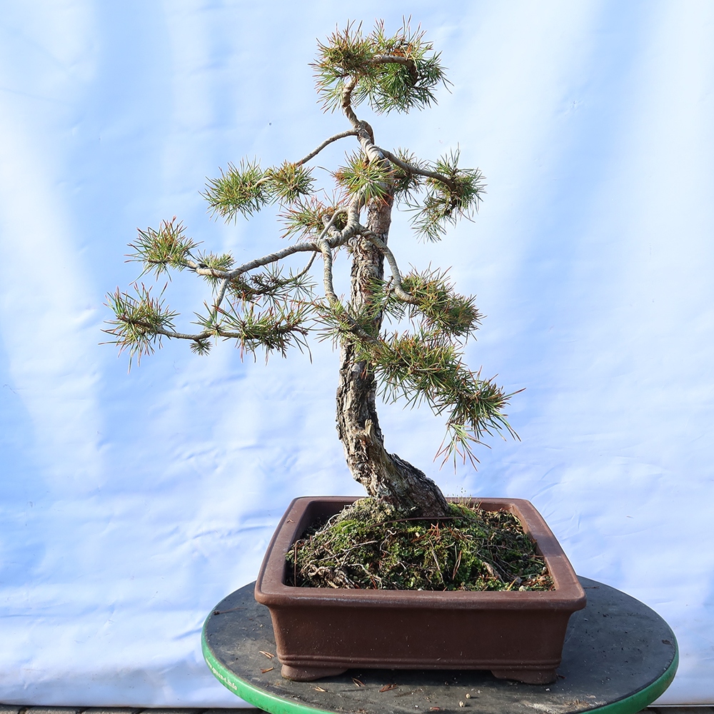 Pinus sylvestris Spagna - pino silvestre