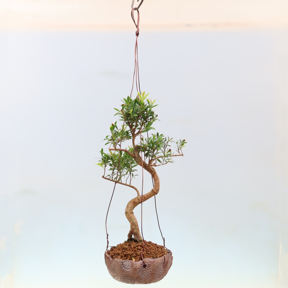 Kokedama in ceramica -Syzygium - Albero del pimento