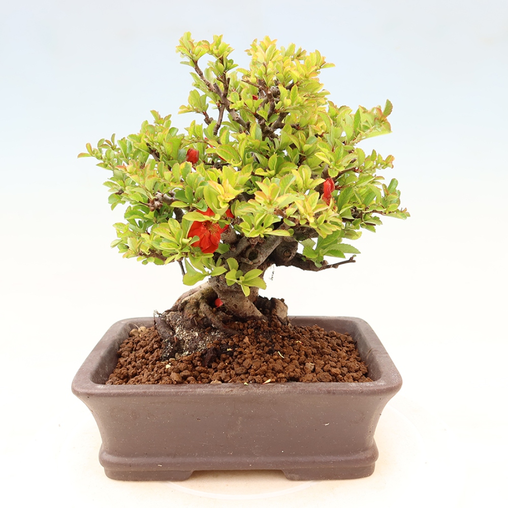 Bonsai da esterno - Chaneomeles speciosa Chojubai