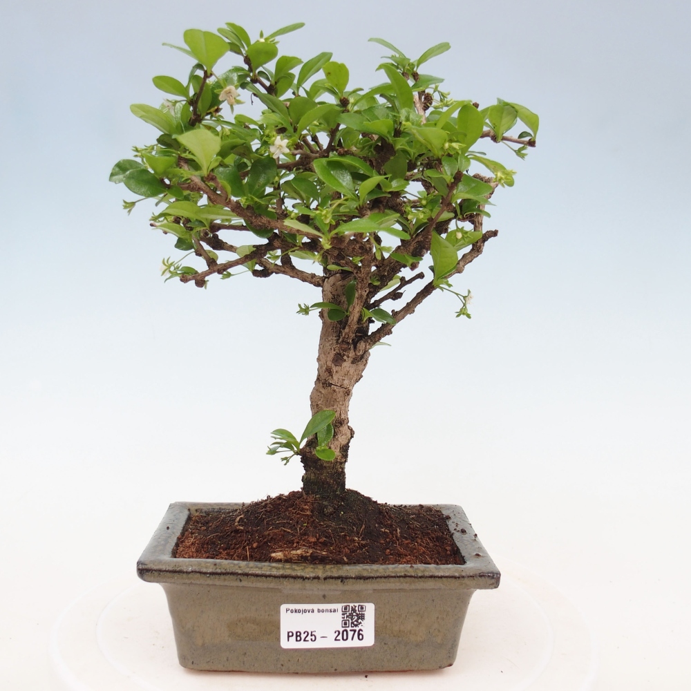 Camera bonsai - Carmona macrophylla - Tea fuki