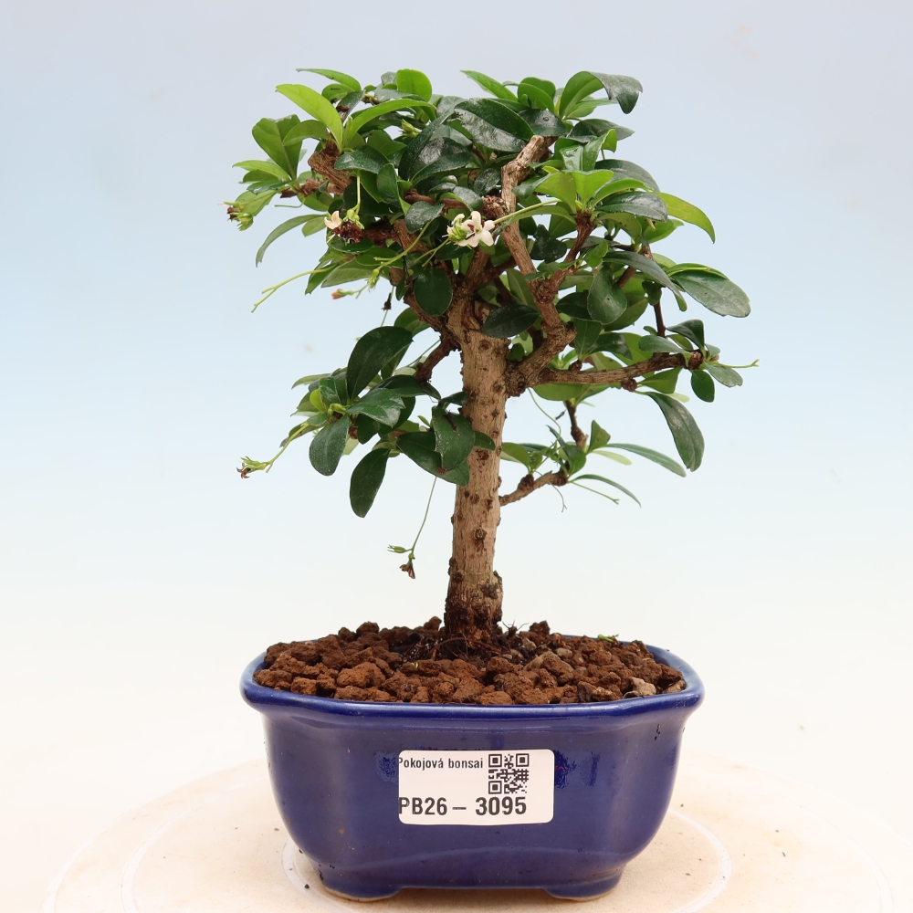 Camera bonsai - Carmona macrophylla - Tea fuki