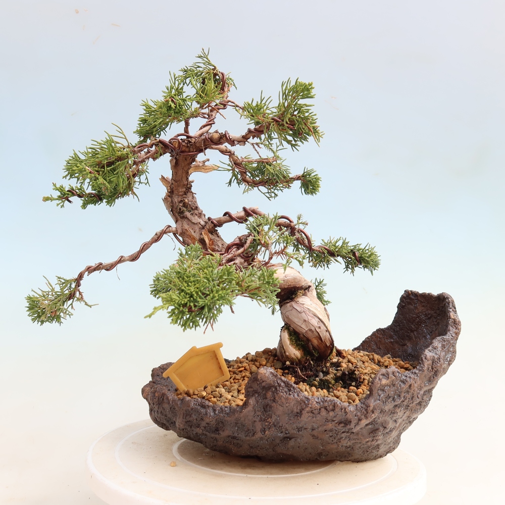 Bonsai da esterno - Juniperus chinensis Itoigawa-Juniperus chinensis