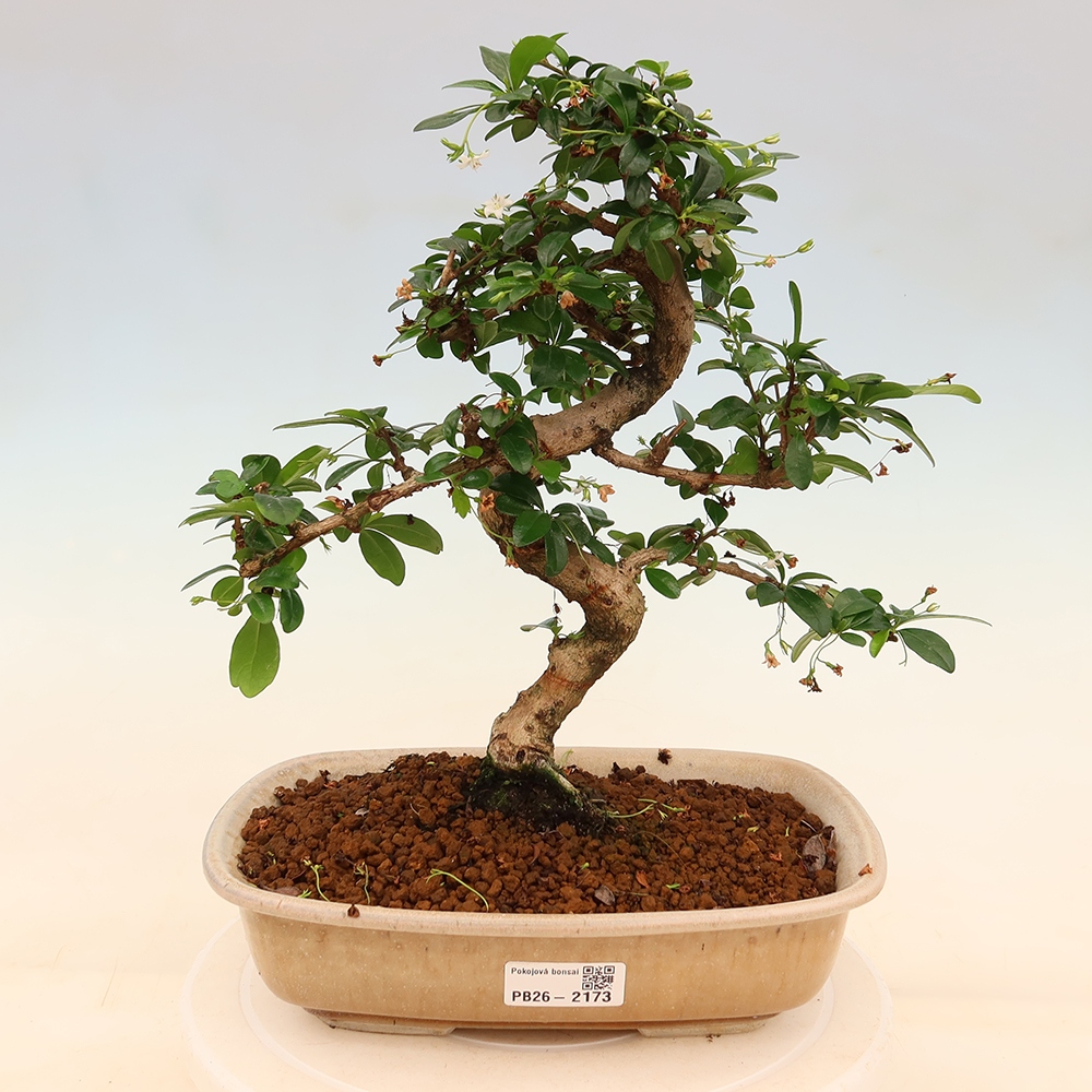 Camera bonsai - Carmona macrophylla - Tea fuki